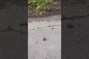 WILD BABY BUNNY ON THE ROAD!