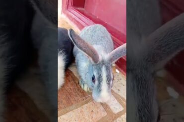 Cute rabbit baby shorts #shorts #rabbit #cuterabbit #mybtstory  #whiterabbit #yettocome