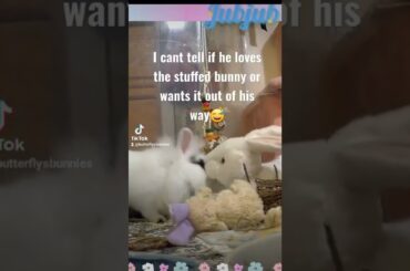 cute bunny loving stuffed animal? #bunnies #lionhead #silly #cute