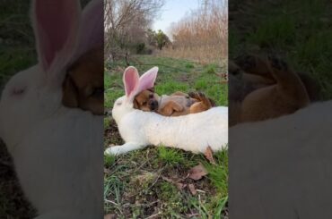 Cute rabbit baby chicken and dog