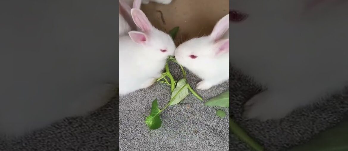 Funny and cute rabbit eating  compilation#shorts