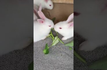 Funny and cute rabbit eating  compilation#shorts