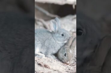 Cute Wild Baby Rabbits Video #short #shorts #rabbit #rabbits #animals #animal #pets #pet #bunnies