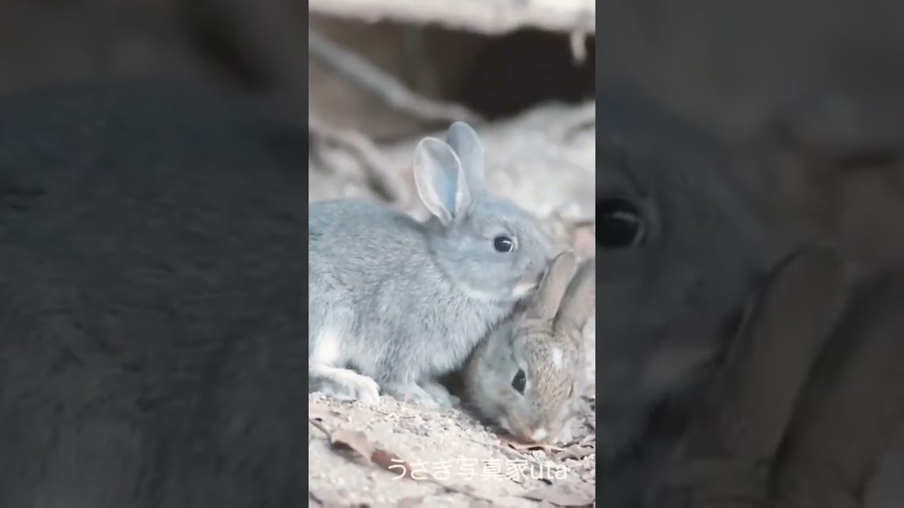 Cute Wild Baby Rabbits Video #short #shorts #rabbit #rabbits #animals #animal #pets #pet #bunnies
