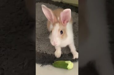 Are baby bunnies a good pet?#baby #rabbit #bunny #cutest #beautifulbunny#2022