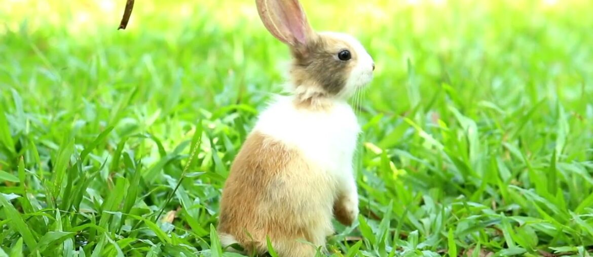 Cute Bunny In Garden City - Bunny Video 0006