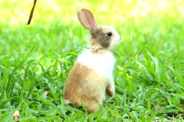 Cute Bunny In Garden City - Bunny Video 0006