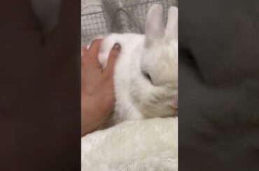 wow so cute rabbit #shorts