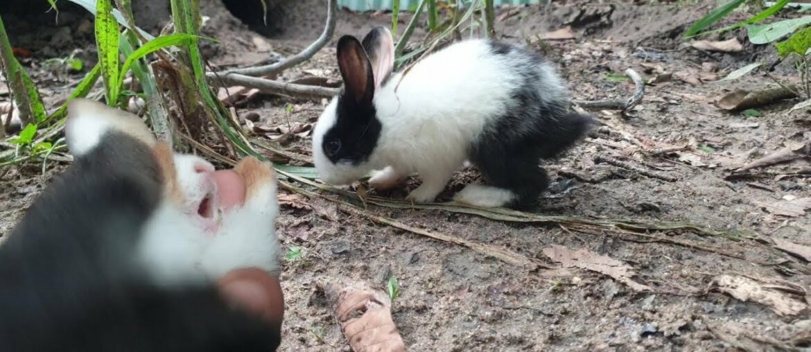 Baby rabbit screaming | cute bunny Baby rabbit screaming | cute bunny