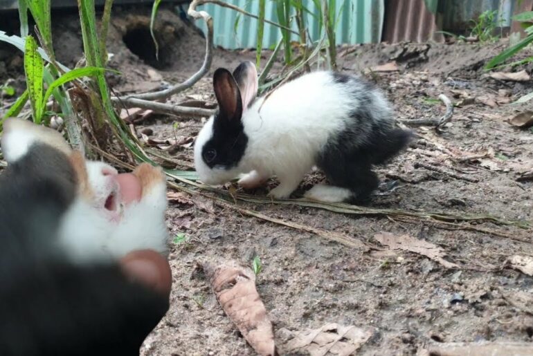 Baby rabbit screaming | cute bunny