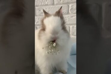 #vids animal dd#shorts#cute pets animals video#cute rabbit video