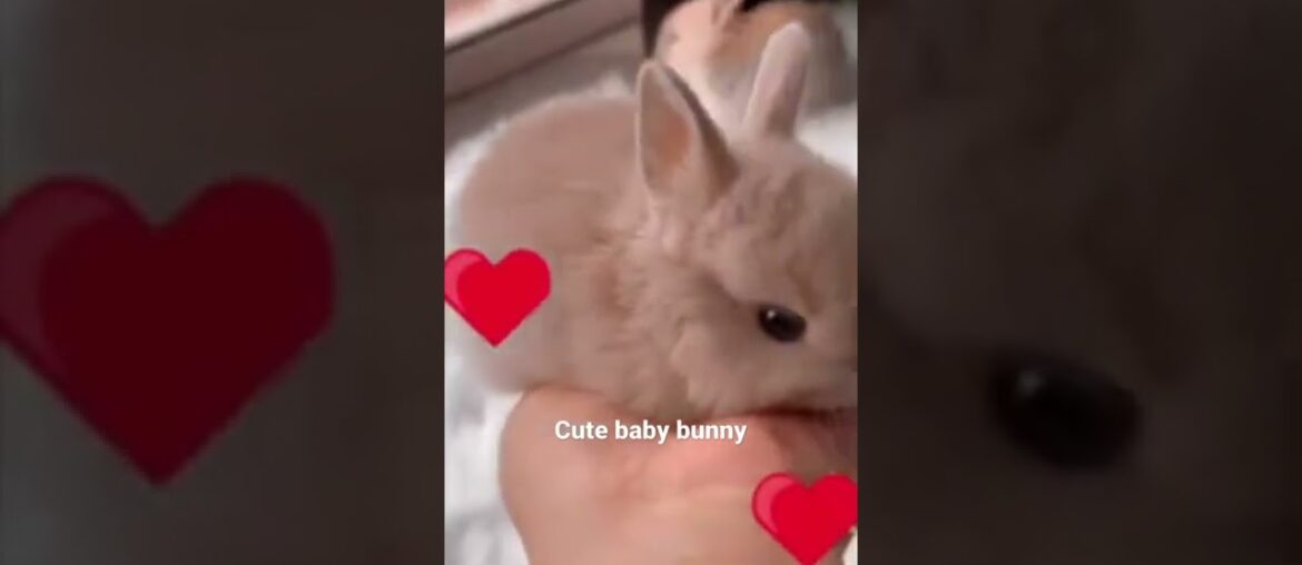 Amazing cute bunny / baby bunny / baby rabbit #shorts