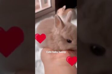 Amazing cute bunny / baby bunny / baby rabbit #shorts