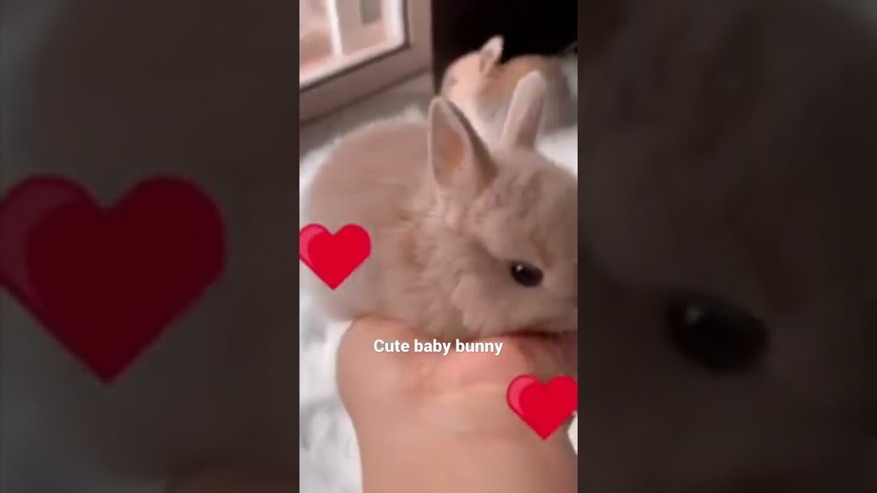 Amazing cute bunny / baby bunny / baby rabbit #shorts
