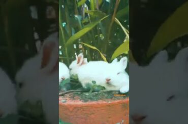 cute Rabbit funny short #shorts #cute #rabbit #funn#rabbitfunny #rabbitlovers