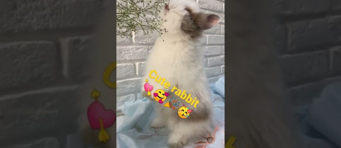 cute rabbit eating grass #rabbit #animals #animalshorts #music cute rabbit eating grass #rabbit #animals #animalshorts #music
