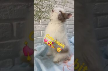 cute rabbit eating grass #rabbit #animals #animalshorts  #music