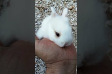 SUPER CUTE LITTLE BABY RABBITS #shorts