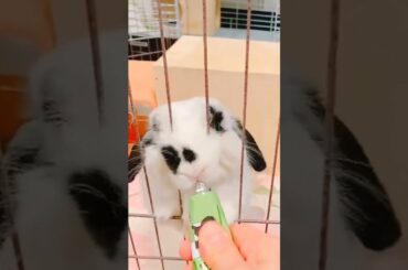 Cute Baby Bunny Rabbit Licking #shorts