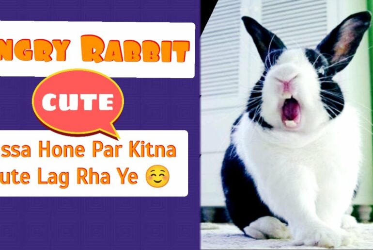 Cute Rabbit Shorts:The Angry Bunny #shorts #shortvideo #shortsvideo #rabbitshorts #bunnyshorts #shot