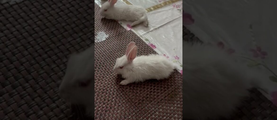 Cute pure white Bunny | baby rabbits #rabbits#bunny#pet#shorts#youtubeshorts
