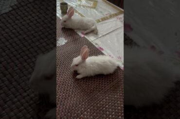 Cute pure white Bunny | baby rabbits #rabbits#bunny#pet#shorts#youtubeshorts
