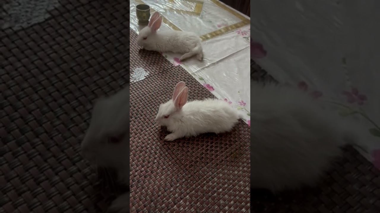 Cute pure white Bunny | baby rabbits #rabbits#bunny#pet#shorts#youtubeshorts
