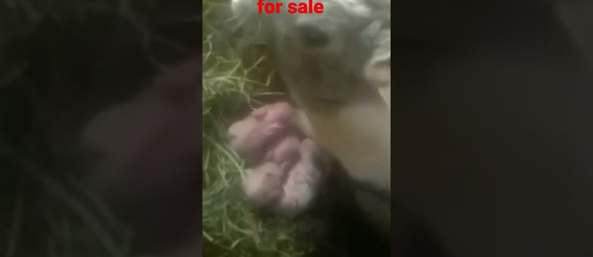 rabbit for sale cute baby rabbit  rabbit baby rabbits. pets video #shorts #youtubeshorts #sortsfeed