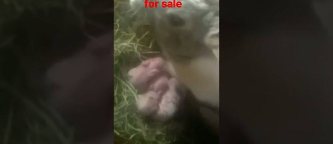 rabbit for sale cute baby rabbit rabbit baby rabbits. pets video #shorts #youtubeshorts #sortsfeed rabbit for sale cute baby rabbit rabbit baby rabbits. pets video #shorts #youtubeshorts #sortsfeed