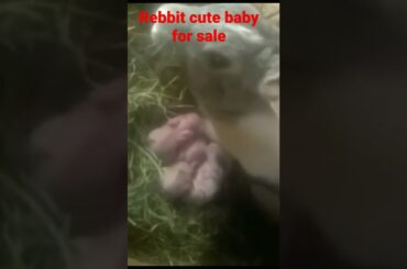 rabbit for sale cute baby rabbit  rabbit baby rabbits. pets video #shorts #youtubeshorts #sortsfeed