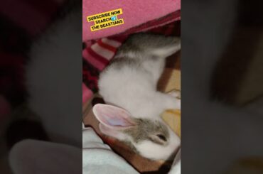 Cute Rabbit Baby Sleeping Mode #shorts