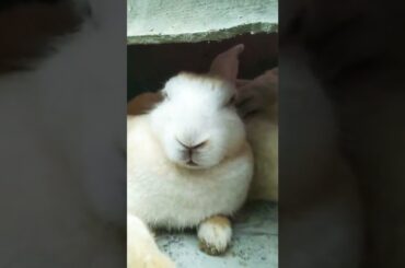 My cute rabbit#javrun #shorts
