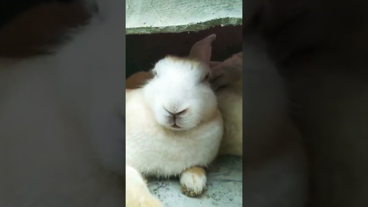My cute rabbit#javrun #shorts