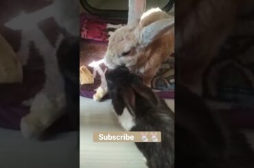 #cute bunny #bunny #shorts