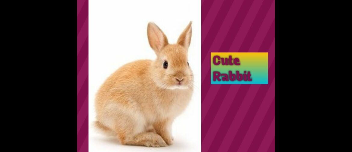 |cute rabbit||bunny rabbit||honest rabbit|honest animal||Animal studio|
