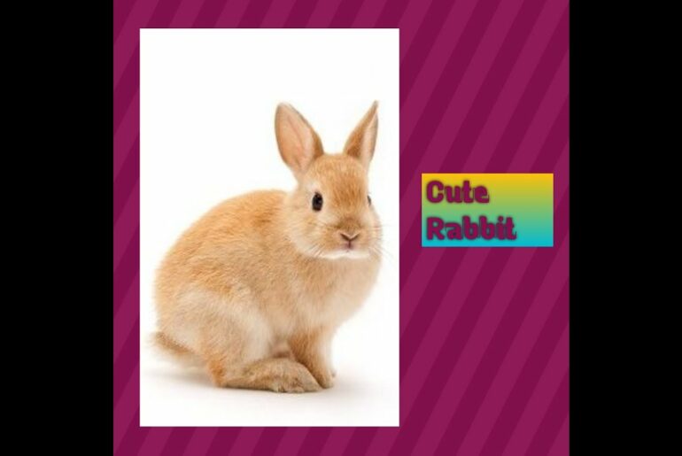 |cute rabbit||bunny rabbit||honest rabbit|honest animal||Animal studio|