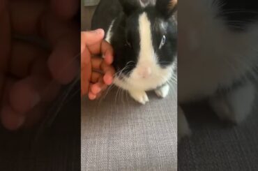 Cute Bunny getting head massage #massageforbunny #lunathebunnny  #cutebunnyrabbit