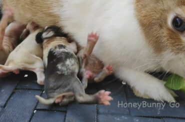 cute baby rabbit growing up 1 to 15 days - rabbit nursing babies video -  little bunnies open eye