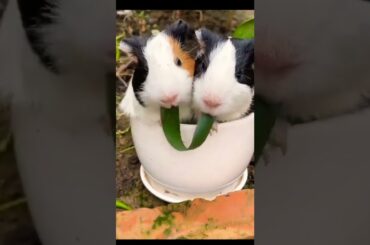 So cute rabbit #funnyrabbit #rabbit #shorts