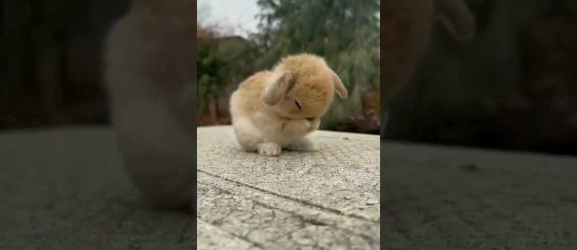 Funny and Cute Baby Bunny Rabbit #amazonstudio Funny and Cute Baby Bunny Rabbit #amazonstudio