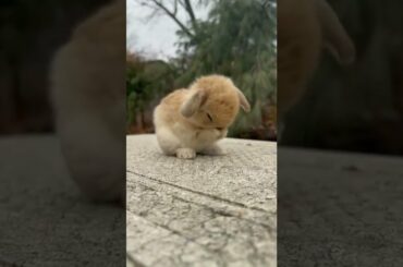 Funny and Cute Baby Bunny Rabbit #amazonstudio