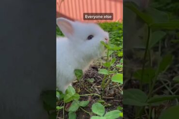 When you are always the messy one. Cute bunny, happy bunny videos.