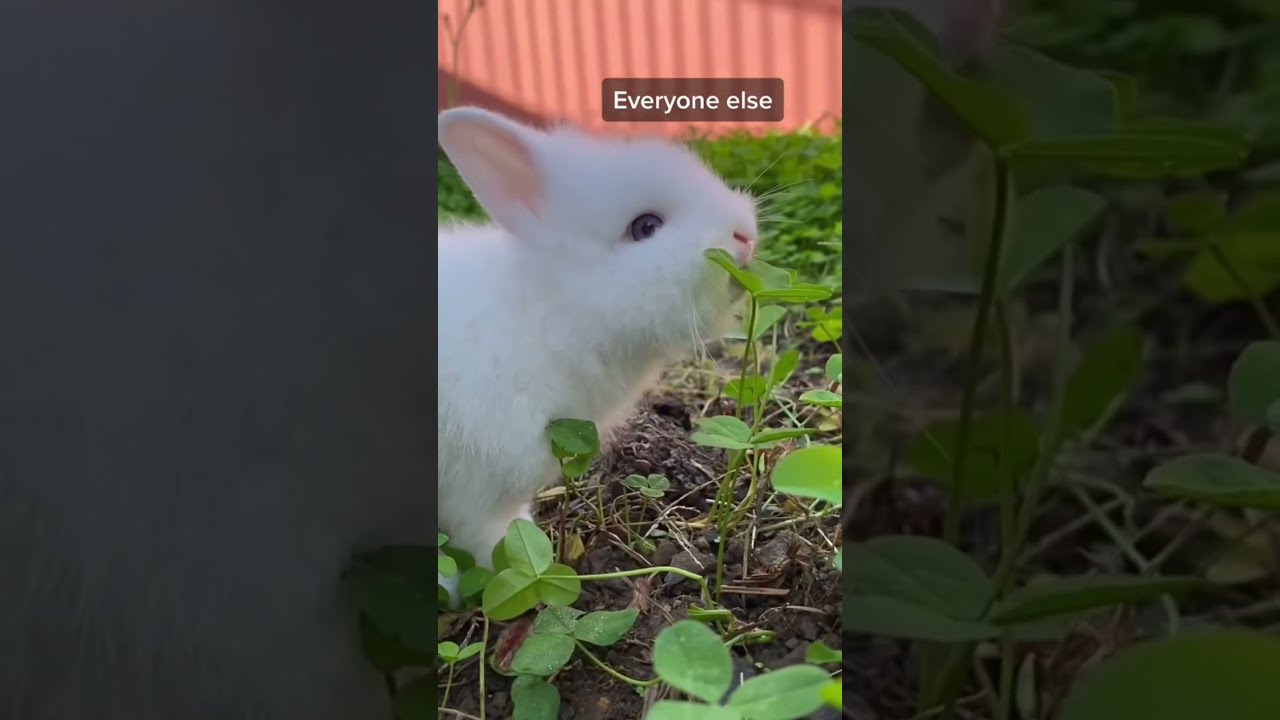 When you are always the messy one. Cute bunny, happy bunny videos.
