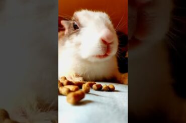 cute rabbit #shorts #bunny #cute