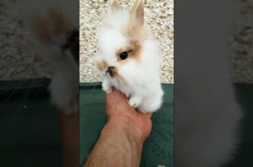 CUTE BUNNY CUTE BABY RABBITS VIDEO