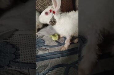 Cute #rabbit #bunny #shorts #vlog #baby video #chubby #bunny #shortvideo