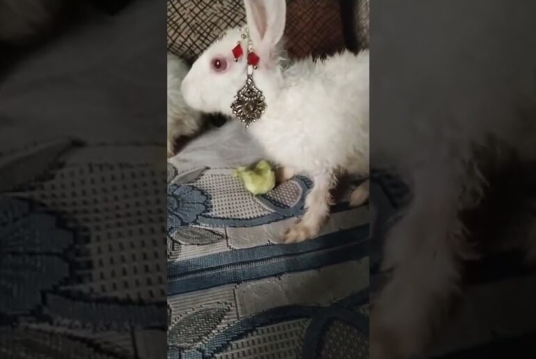 Cute #rabbit #bunny #shorts #vlog #baby video #chubby #bunny #shortvideo