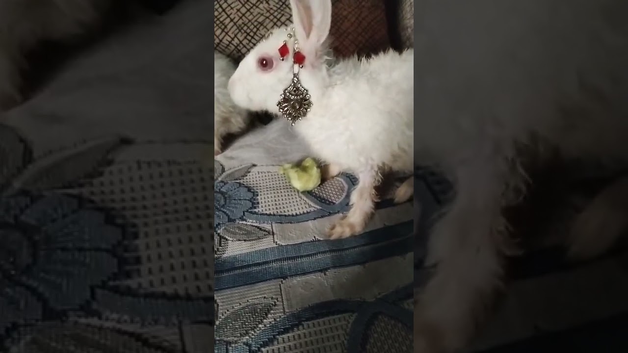 Cute #rabbit #bunny #shorts #vlog #baby video #chubby #bunny #shortvideo