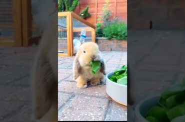 cute rabbit #rabbit #funnyrabbits #shortsfeed