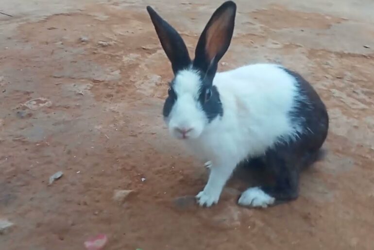 Funny and Cute Baby Bunny Rabbit || Rabbit Video || #animals // #rabbit //
